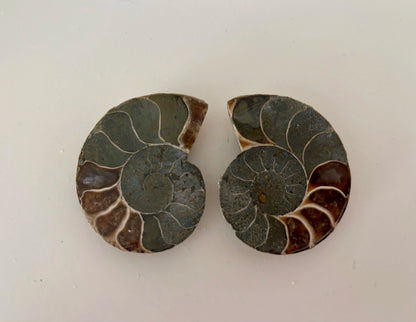 Ammoniet paar