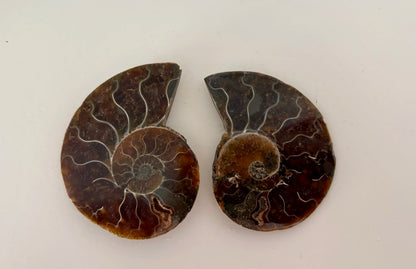 Ammoniet paar