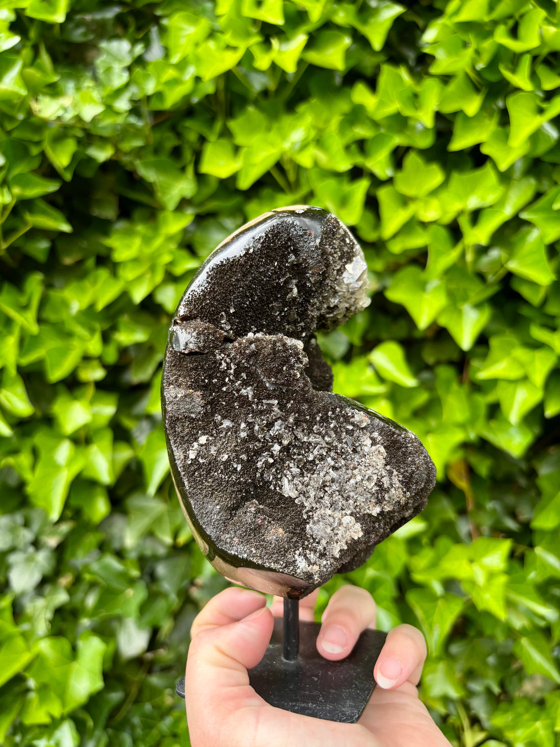 Wilde Septarie op Standaard