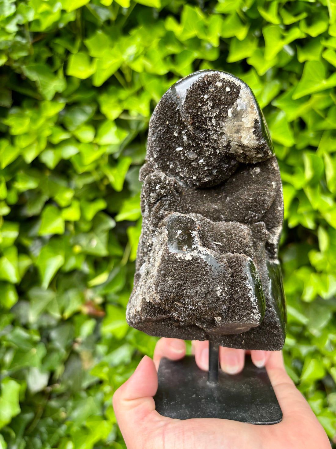 Wilde Septarie op Standaard