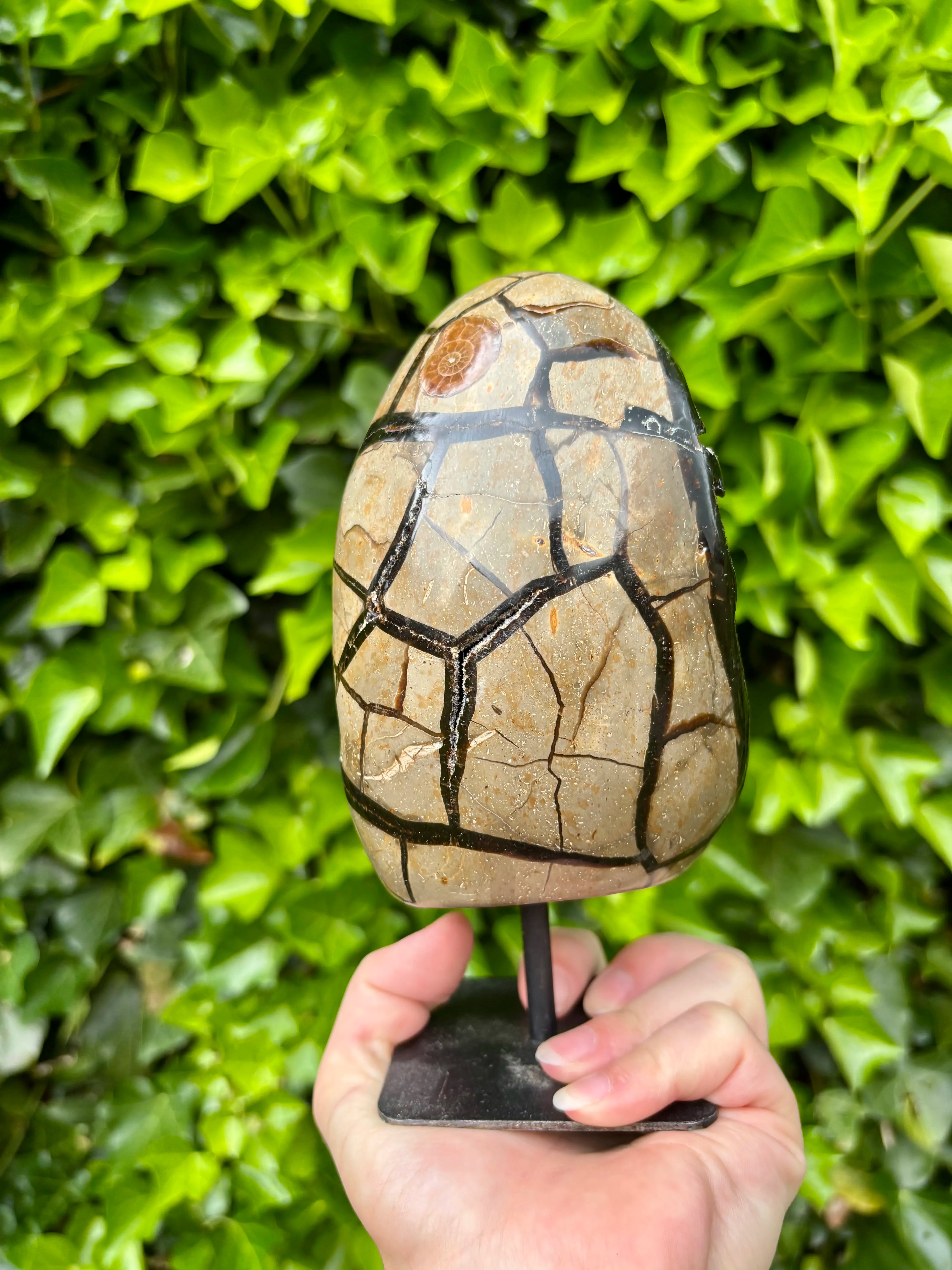 Wilde Septarie op Standaard