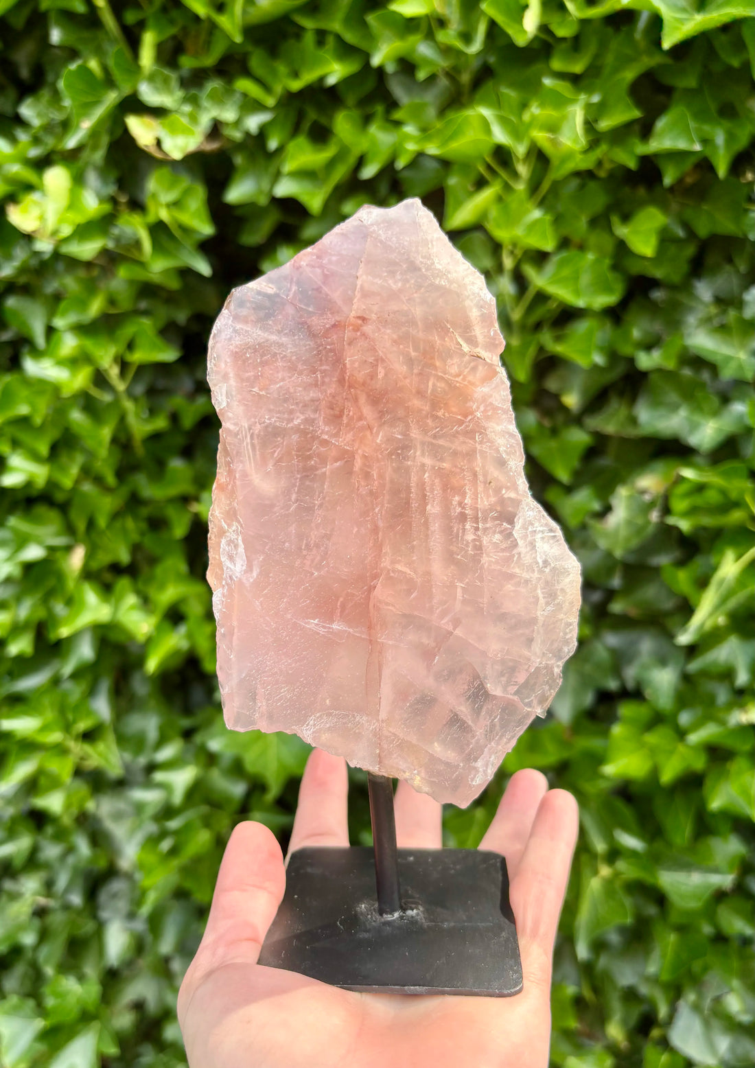 Rozenkwarts op Standaard