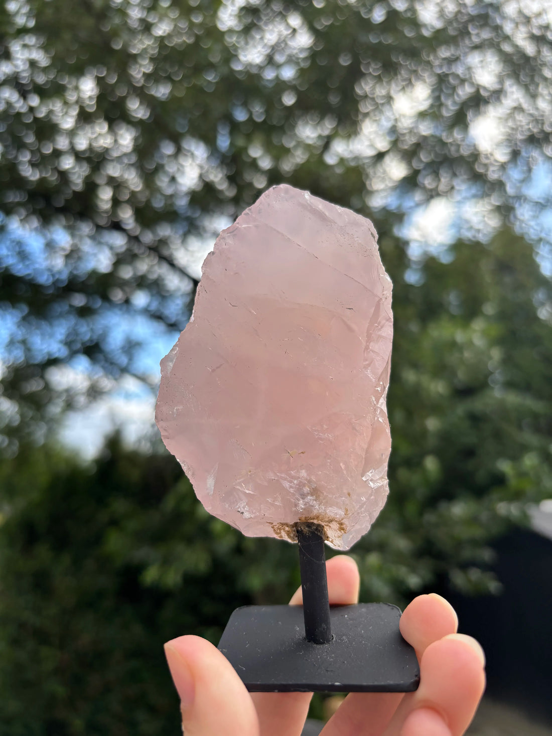 Rozenkwarts op Standaard